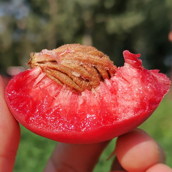 壹安农场旗舰店血桃5斤水果新鲜顺丰助农吃货湖北胭脂红心当季整箱应10水蜜桃子0