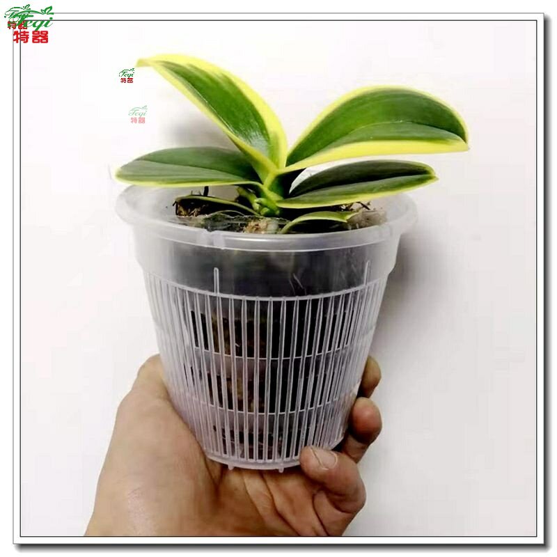 胡蝶兰 新人首单立减十元 21年8月 淘宝海外