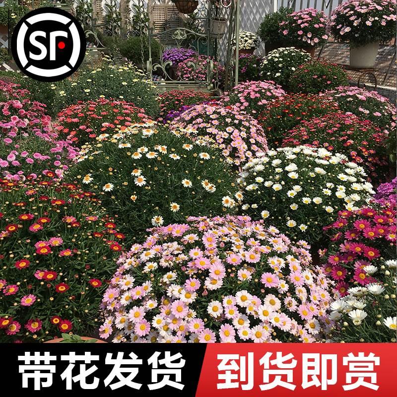 开玛格特花苗盆栽鲜花绿植物室内花卉阳台庭院季花丽好养四PKT活