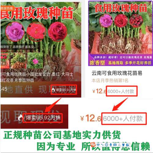 云南可食用玫瑰花苗易活植物金边墨红盆栽大马士革多季开花卉月季 - 图0