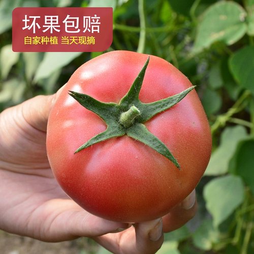 宁夏莲湖普罗旺斯西红柿沙瓤多汁水果番茄5斤包邮正宗新鲜自然熟3-图3