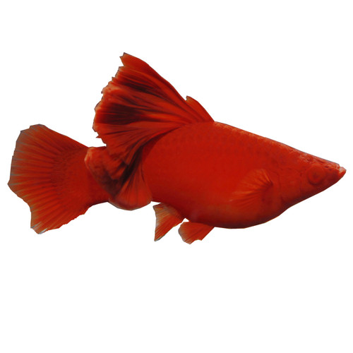 菊花帆高鳍红剑鱼红箭鱼狼牙帆血红小型热带鱼观赏鱼种鱼活体包损 - 图3