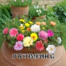 拍2件！四季播种太阳花种子4000粒