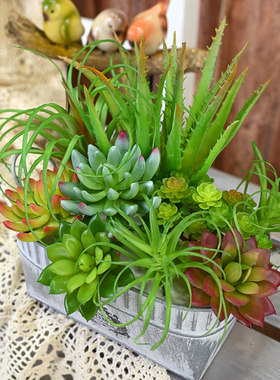 石莲仿真多肉空气凤梨芦荟室内装饰绿植组合景观摆件植物造景布置
