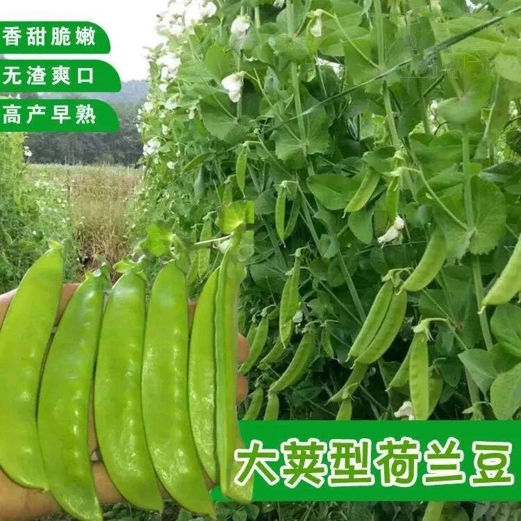 种子豌豆菜甜脆荷兰豆双花双夹高产耐寒农家自种秋冬季豆角菜种子 - 图0