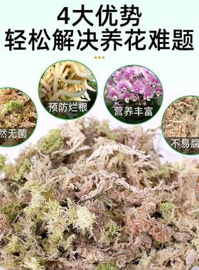 水苔蝴蝶兰专用植物爬宠乌龟冬眠垫材铁皮石斛种植干苔藓兰花天然