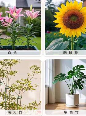 天堂鸟植物支伸缩杆龟背芋造型防倒伏固定器花卉园艺蔬菜支撑爬藤