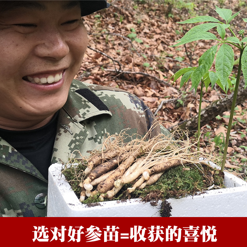 12支装长白山人参苗种植盆栽人参可 宇参源滋补养生人参/园参及其制品