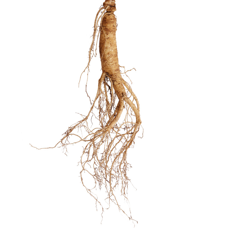 人参鲜参长白山脉参新鲜人参泡酒人参可晒干东北生晒参