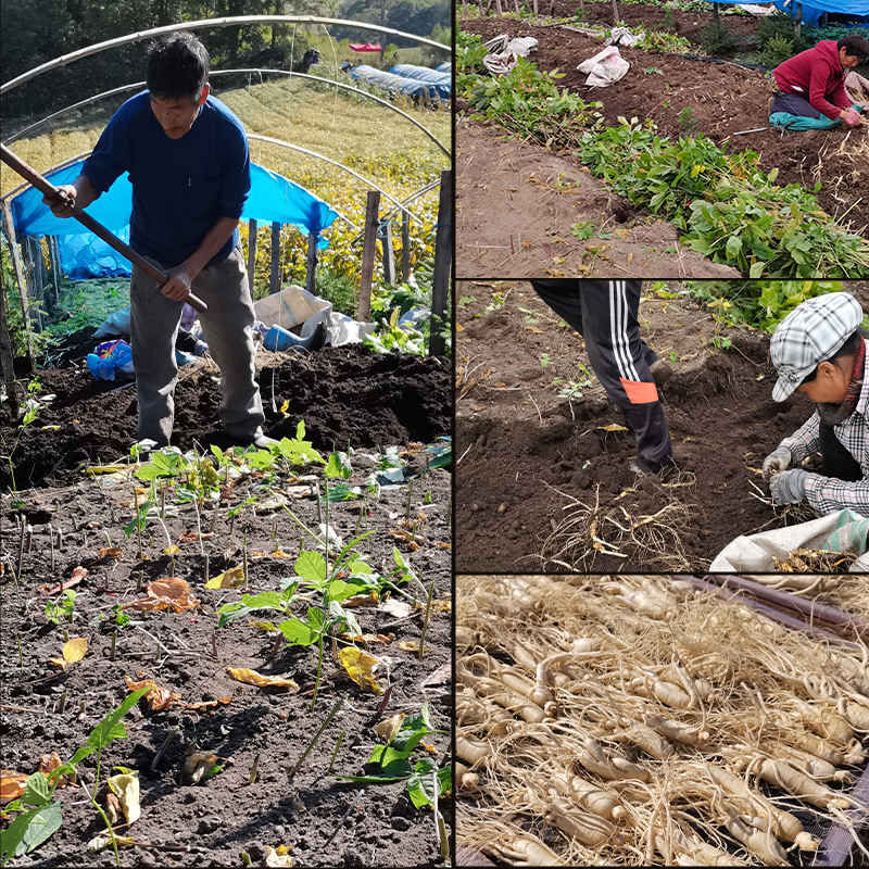 整支生晒参干人参东北人参吉林长白山脉人参新鲜白参干人参可切片,淘宝优惠券,粉丝福利购,淘宝优惠卷