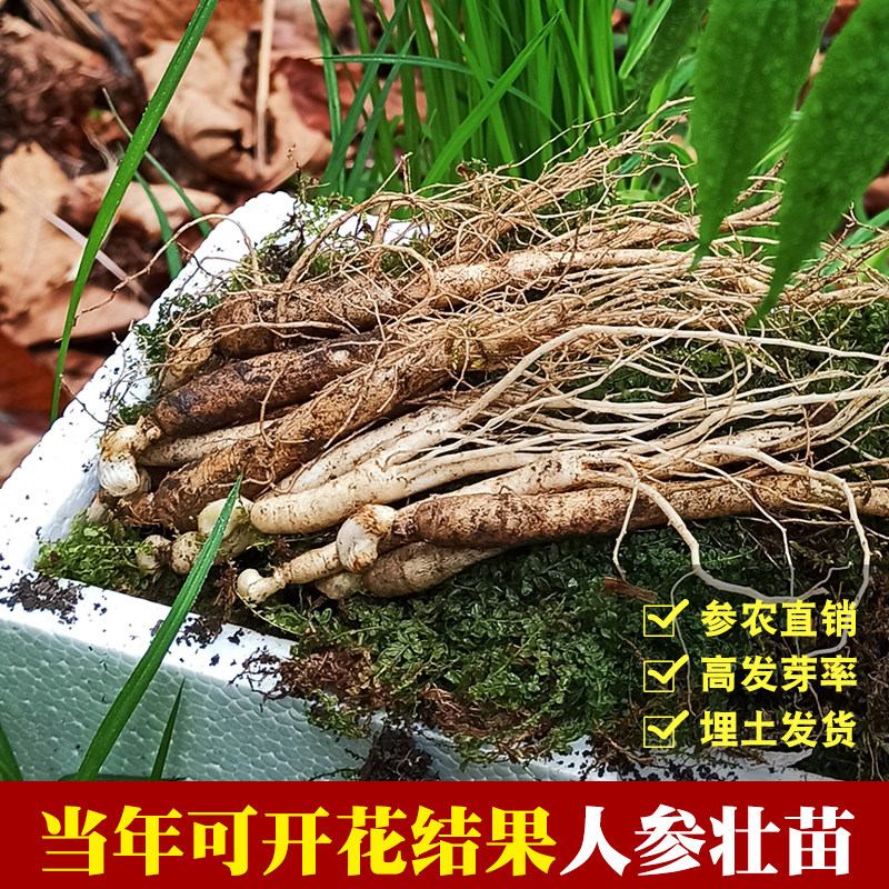 12支装长白山人参苗种植盆栽人参可 宇参源滋补养生人参/园参及其制品