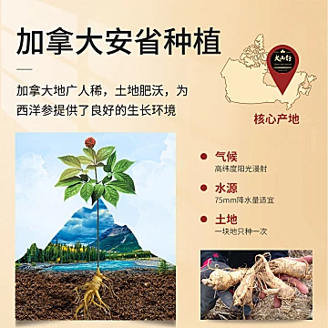 大山行加拿大西洋参秒杀尝鲜装[200元优惠券]-寻折猪