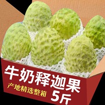 Pineapples Sakigo 5 catty of milk Daocular lychee now pleces Buddha Head Molny Fruits When Season Fresh Muni Fruits