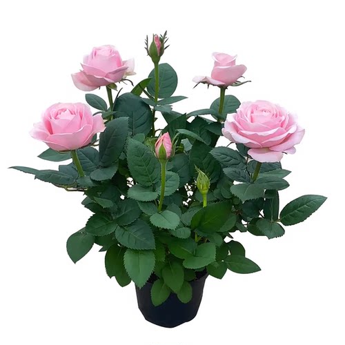 玫瑰花苗浓香特大花带花苞花卉绿植物室内外庭院阳台盆栽蔷薇月季 - 图3