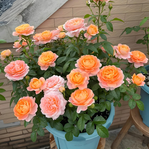 果汁阳台花苗带花苞花卉观花绿植物室内外盆栽浓香大花玫瑰月季苗 - 图3