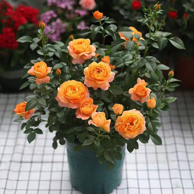 玫瑰花苗特大花带花苞花卉绿植物室内外阳台盆栽蔷薇月季四季开花