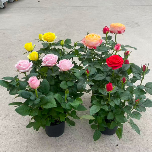 玫瑰花苗特大花四季带花苞花卉绿植物室内外庭院阳台盆栽蔷薇月季 - 图1