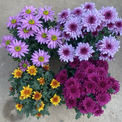 耐寒四季大菊花苗带花苞菊花盆栽室内外庭院阳台植物花卉九月菊花 虎窝淘