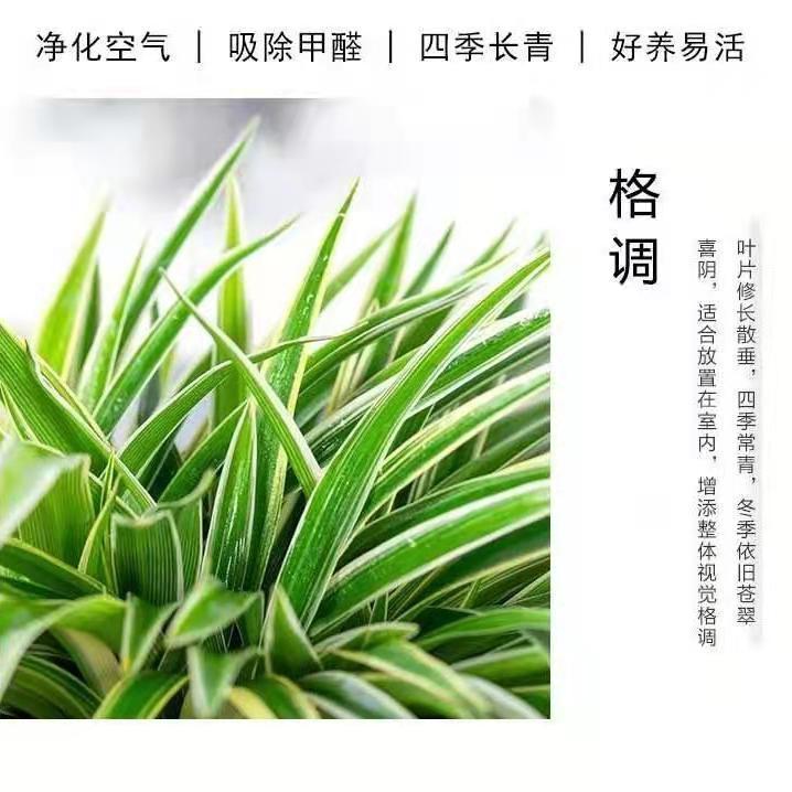 金边金心青叶吊兰植物室内吸甲醛花卉盆栽办公室桌面绿植好养垂吊 - 图0