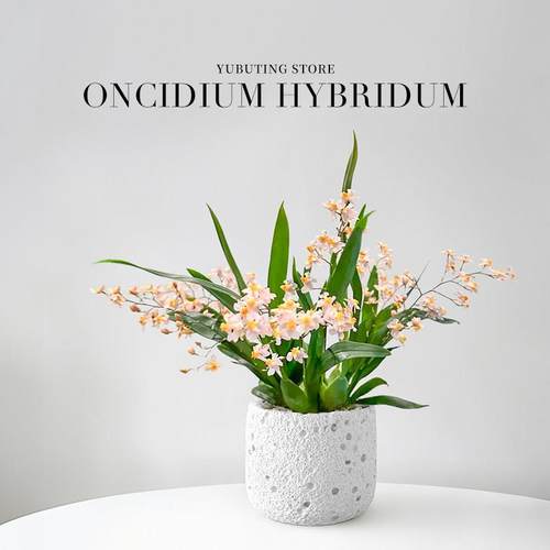 香水文心兰盆栽带花苞梦香兰兰花植物办公室桌面绿植花卉盆景四季 - 图1