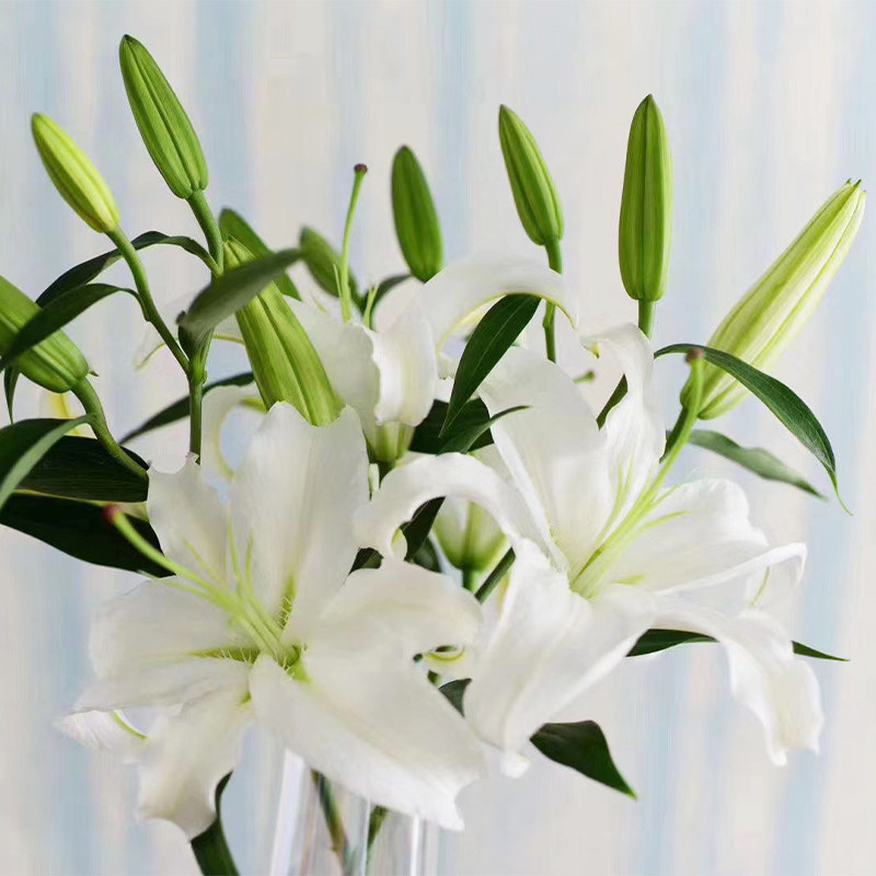 A级西伯利亚百合多头香水百合鲜花大头瓶插花束顺丰云南基地直发,淘宝优惠券,粉丝福利购,淘宝优惠卷