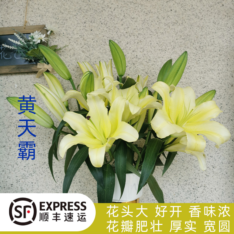 黄天霸香水百合花多头百合鲜花云南花卉基地直发百合顺丰同城速递