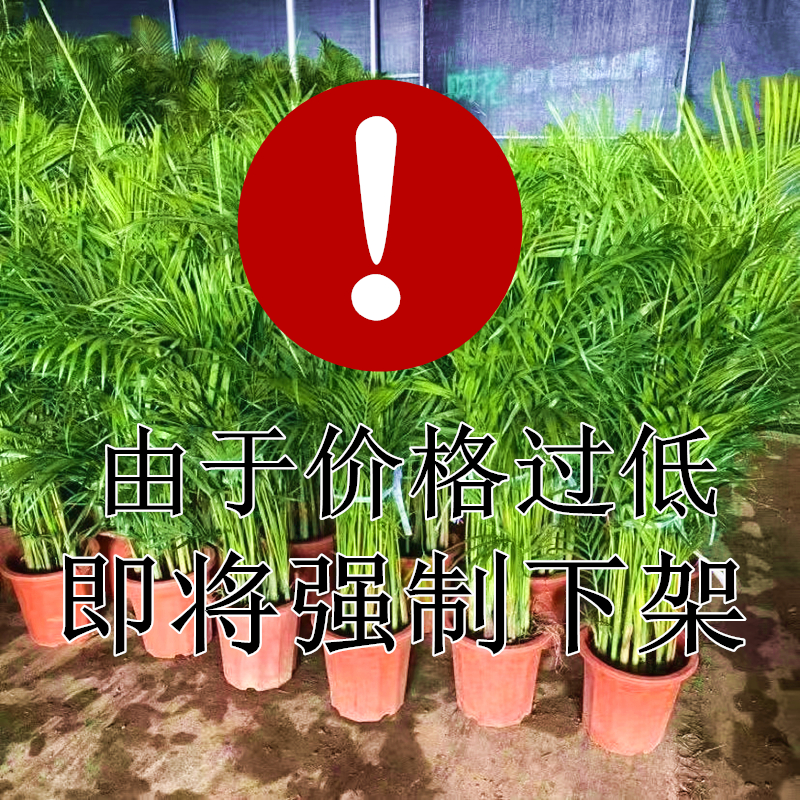 散尾葵富贵椰袖珍椰子树室内大型绿植盆栽客厅净化空气天然加湿器 - 图0