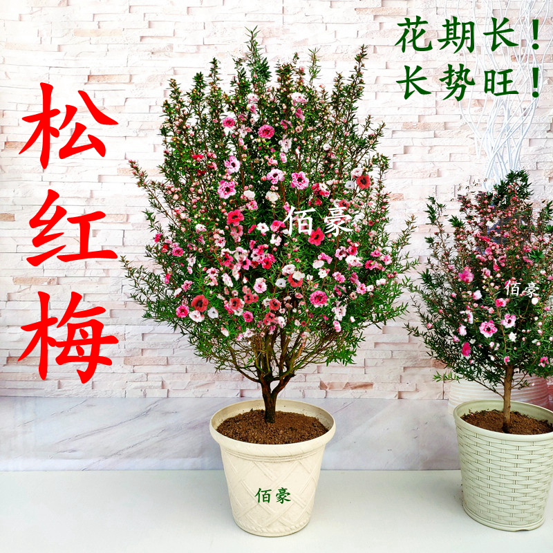 松红梅盆栽带花苞盆栽花卉植物室内阳台耐热四季绿植开花植物好养-图1