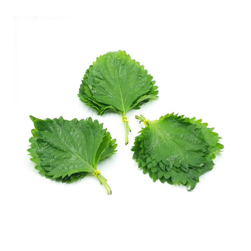 【千牛优福】新鲜紫苏叶40片/盒 小叶绿苏子叶日料装饰包烤肉食材,淘宝优惠券,粉丝福利购,淘宝优惠卷