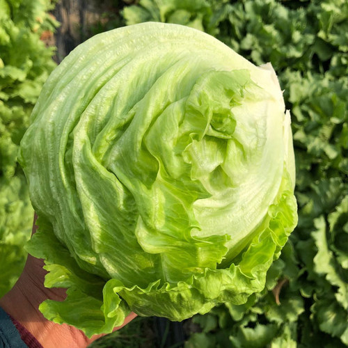 【千牛优福】球生菜3-5斤装汉堡生菜轻食沙拉煎饼食材新鲜蔬菜 - 图0