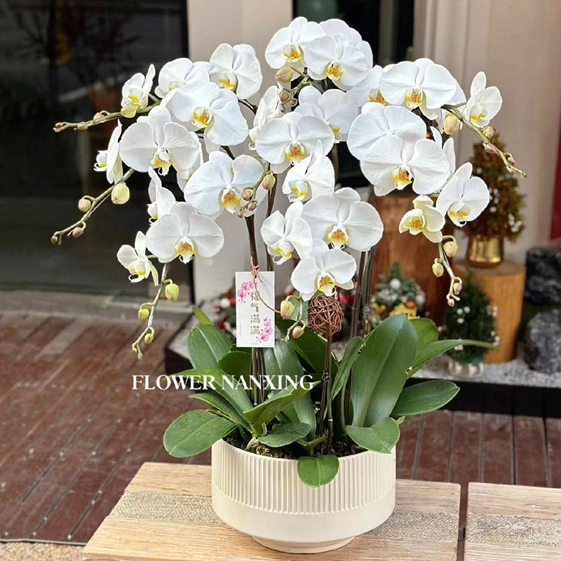 真花蝴蝶兰盆栽鲜花速递全国同城配送广州北京上海深圳杭州生日店,淘宝优惠券,粉丝福利购,淘宝优惠卷