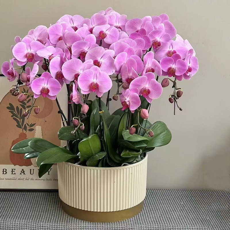 真花蝴蝶兰盆栽鲜花速递全国同城配送广州北京上海深圳杭州生日店,淘宝优惠券,粉丝福利购,淘宝优惠卷