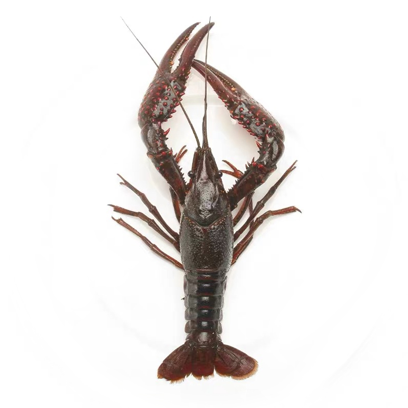  湾泊农夫活虾