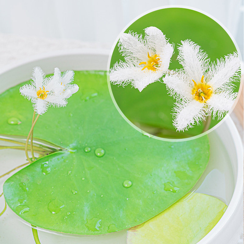 水培植物碗莲室内好养开花的一叶莲 好养殖 四季开花 果氧光旗舰店 淘优券