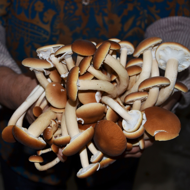 茶树菇菌种蘑菇家庭菌包菌棒阳台袋盆袋栽好吃食用菌蘑菇种植菌包-图2