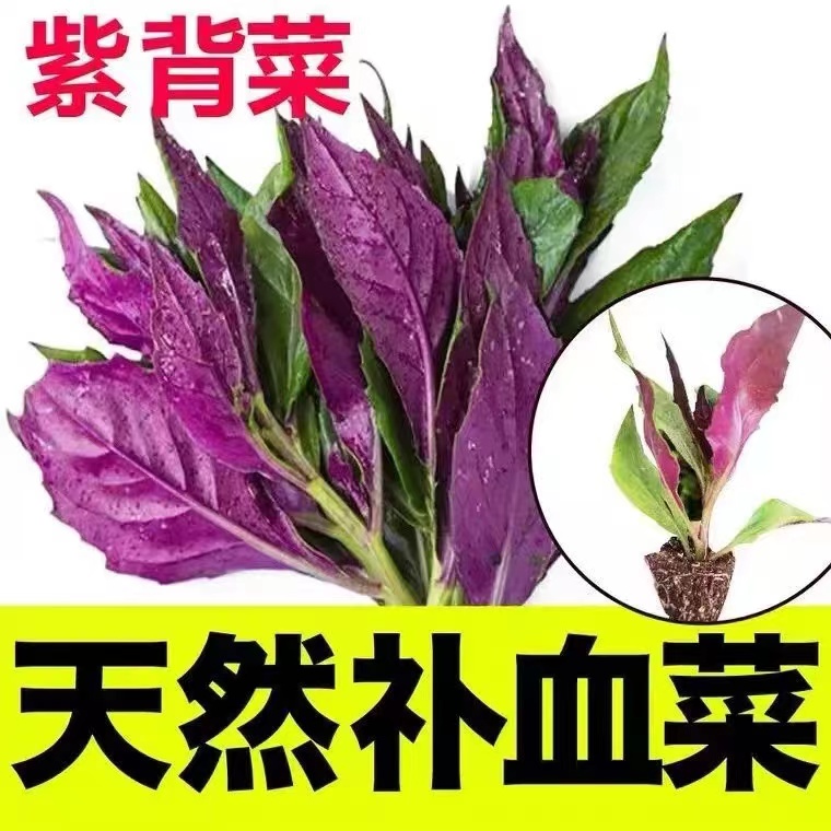 紫背菜苗紫背天葵种苗观音菜秧苗血皮菜苗蔬菜苗辣椒苗番茄苗秧子 - 图0