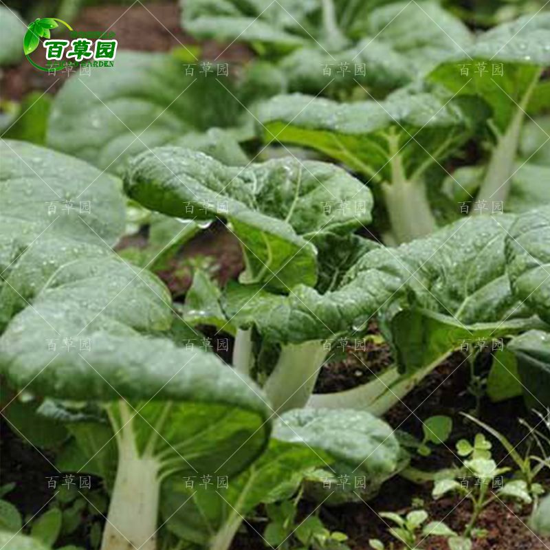 各种叶菜类种子四季蔬菜种子阳台庭院香菜豆角辣椒生菜黄瓜草莓白 - 图2