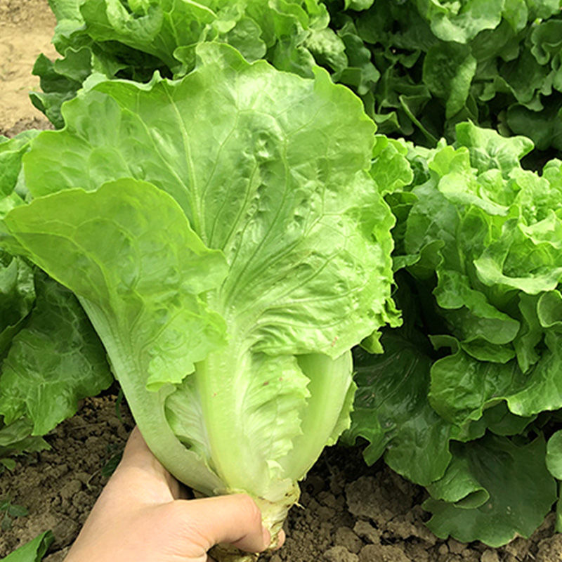 意大利生菜种子全年耐抽苔四季易种蔬菜种子阳台盆栽生吃生菜 - 图2