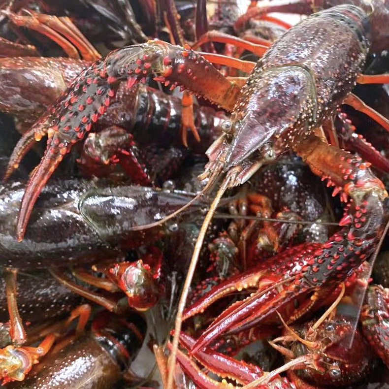 鲜活5斤567钱小龙虾  清水红壳虾活虾顺丰包邮,淘宝优惠券,粉丝福利购,淘宝优惠卷