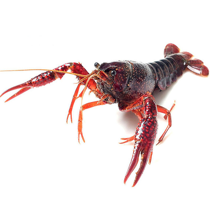 鲜活5斤567钱小龙虾  清水红壳虾活虾顺丰包邮,淘宝优惠券,粉丝福利购,淘宝优惠卷