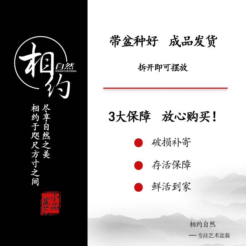 清香胡椒木盆栽室内创意桌面摆件办公室盆景绿植好养易活四季常青-图1