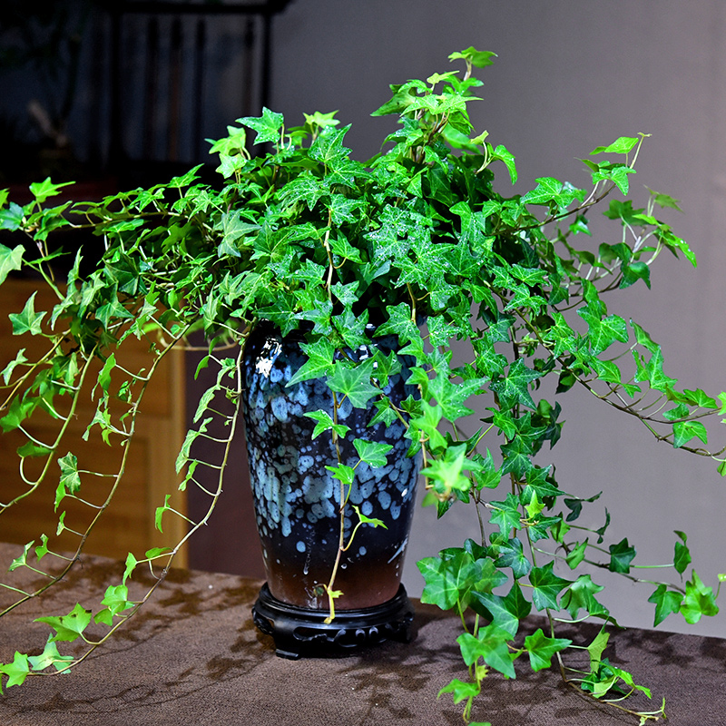 常春藤盆栽桌面装饰植物室内中式简约常青藤阳台好养绿植四季常青 - 图3