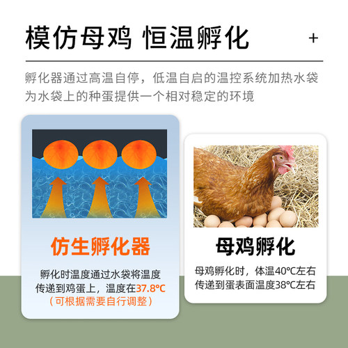 HHD 水床孵化器自动控温小型家用迷你孵化箱鹦鹉芦丁鸡家禽孵蛋器 - 图1