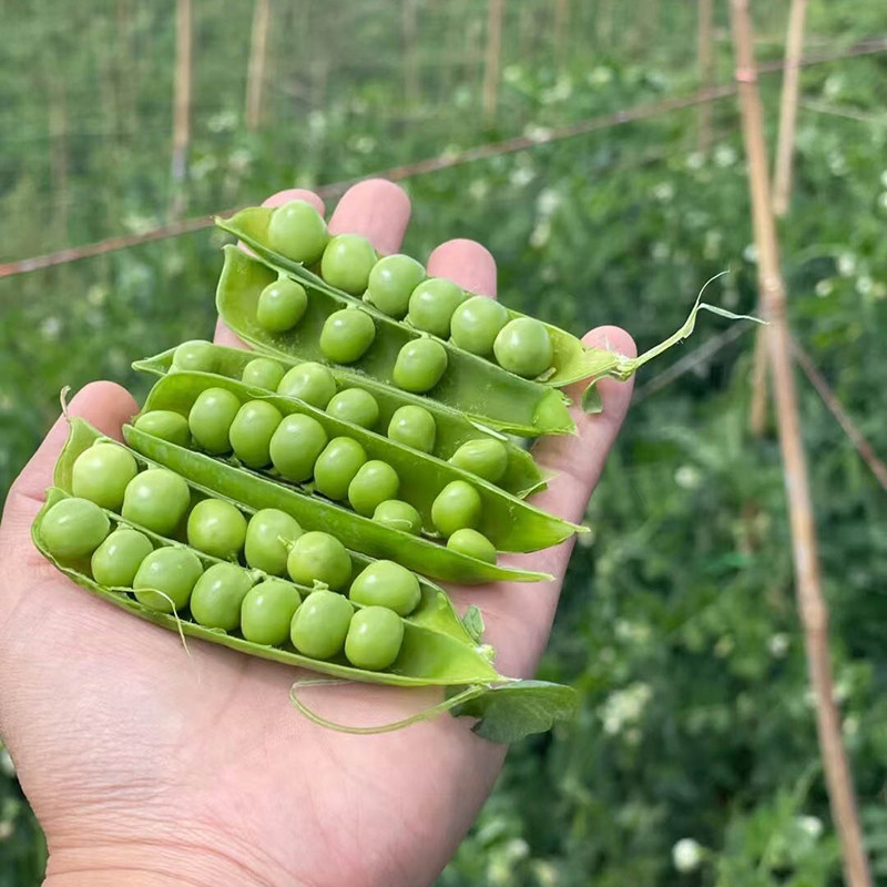 新鲜现摘带壳高山豌豆荚青豌豆角农家当季蔬菜露天甜豆角整箱包邮,淘宝优惠券,粉丝福利购,淘宝优惠卷