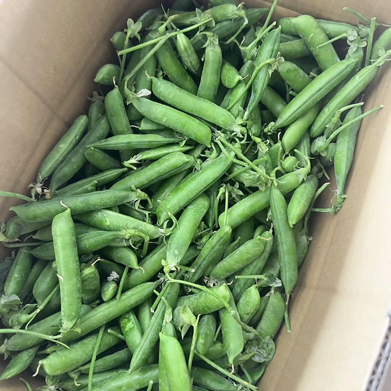 新鲜现摘带壳高山豌豆荚青豌豆角农家当季蔬菜露天甜豆角整箱包邮,淘宝优惠券,粉丝福利购,淘宝优惠卷