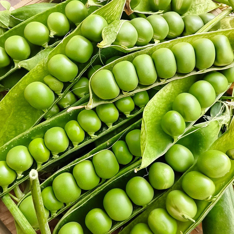 新鲜现摘带壳高山豌豆荚青豌豆角农家当季蔬菜露天甜豆角整箱包邮,淘宝优惠券,粉丝福利购,淘宝优惠卷