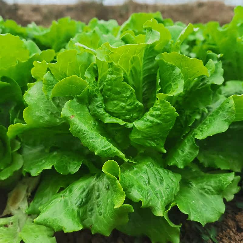 新鲜生菜现摘现发生吃青菜沙拉蔬菜火锅烤肉包菜奶油叶菜脆嫩生菜,淘宝优惠券,粉丝福利购,淘宝优惠卷