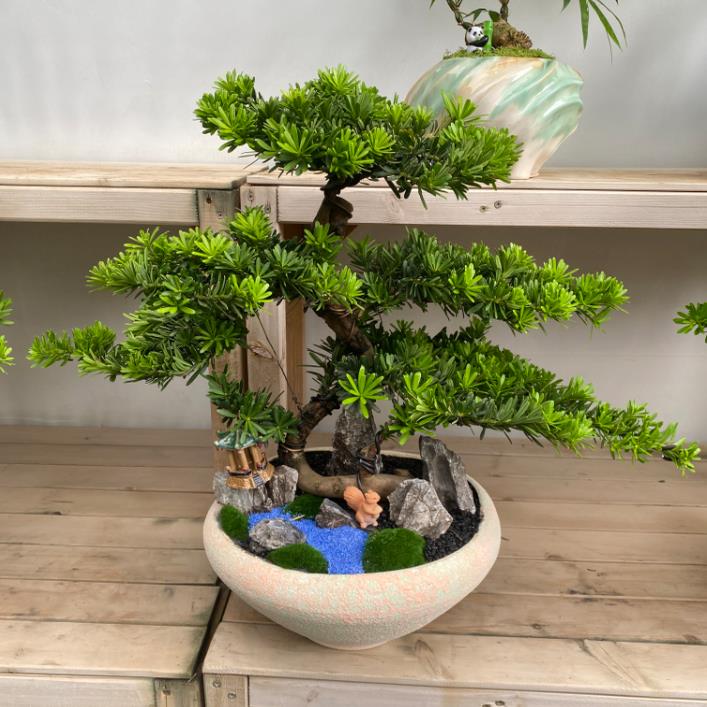 罗汉松高端罗汉松盆景真树庭院老桩名贵迎客松迎客松盆栽好养植物 - 图3