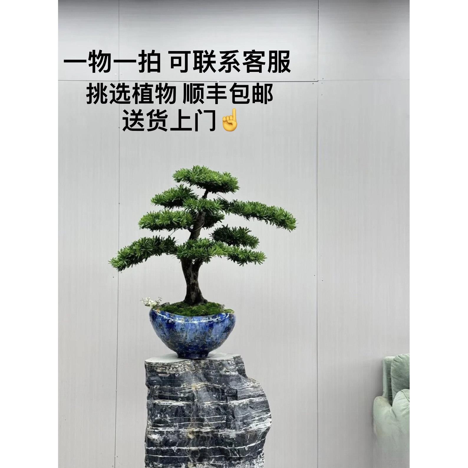 罗汉松高端罗汉松盆景真树庭院老桩名贵迎客松迎客松盆栽好养植物 - 图0