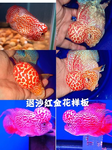 泰国进口观赏罗汉鱼泰金幻彩虹退沙红金花火凤蛇纹泰古典精品苗 - 图1